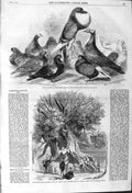 Old Antique Print 1862 Kaempfer Camphor Tree Kiu-Siu Pigeons Halifax Show 19th