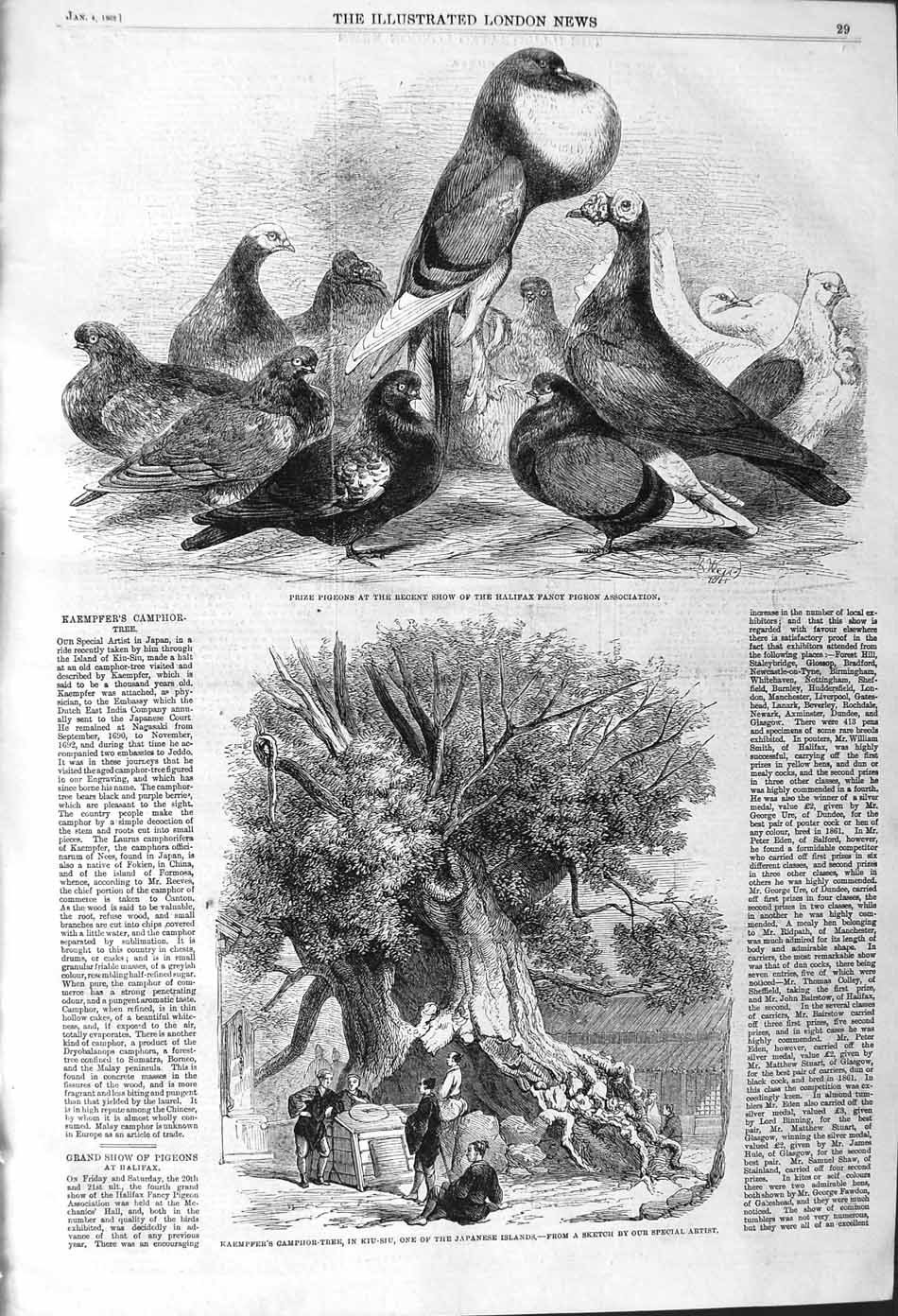 Old Antique Print 1862 Kaempfer Camphor Tree Kiu-Siu Pigeons Halifax Show 19th
