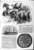 Original Old Antique Print 1862 Japanese Pigs Ivory Box Peninsular Ship Candia