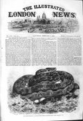 Original Old Antique Print 1862 Python Snake Incubating Zoological Regent 19th