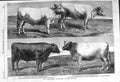 Original Old Antique Print 1862 Cattle Show Piossy Button Durham Ox Pigot Cow