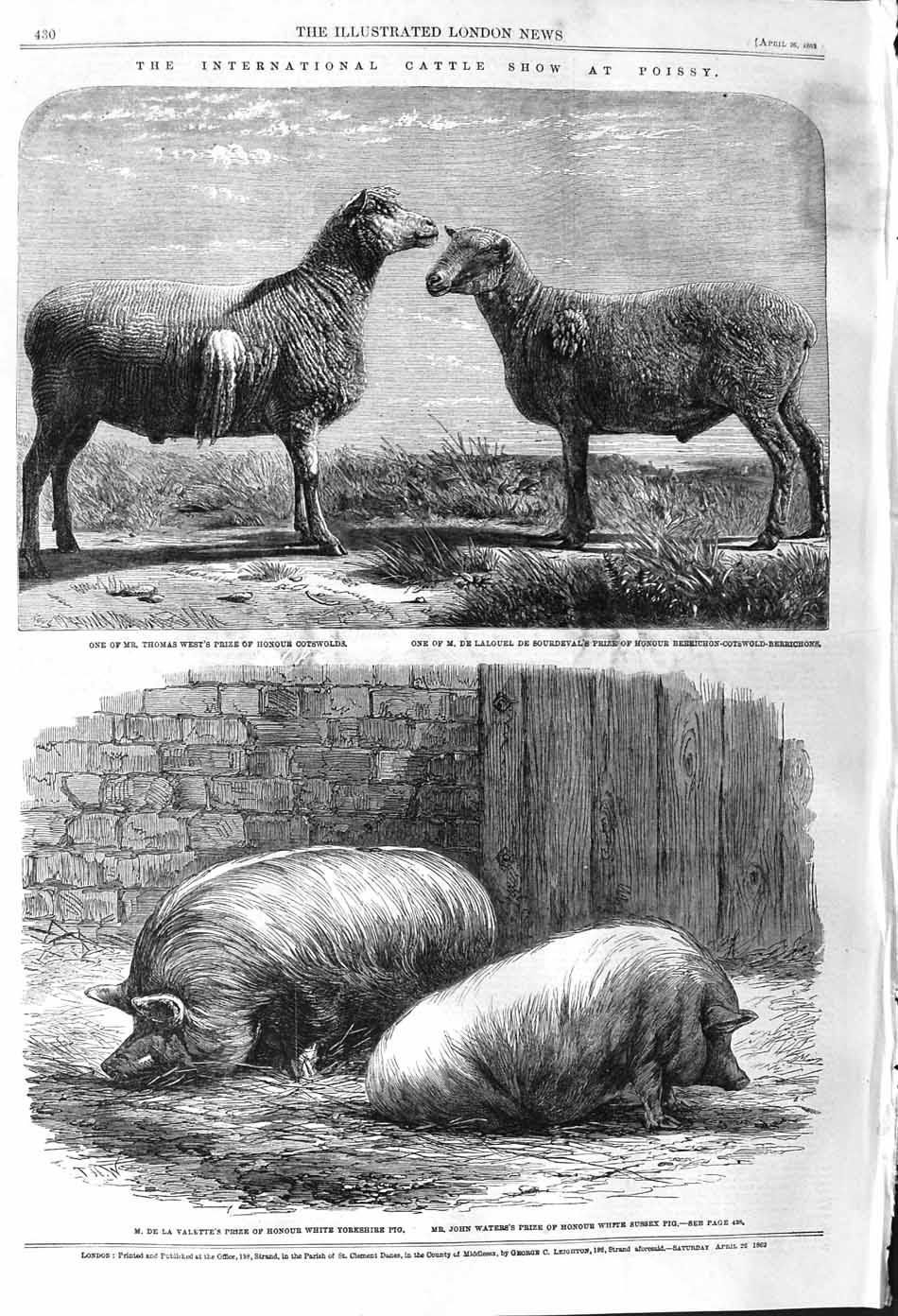 Original Old Antique Print 1862 Cattle Show Piossy West Cotsws Sheep Pigs 19th