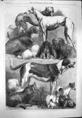 Old Antique Print 1862 Prize Dogs Exhibition Agricultural Hall Islington 19th