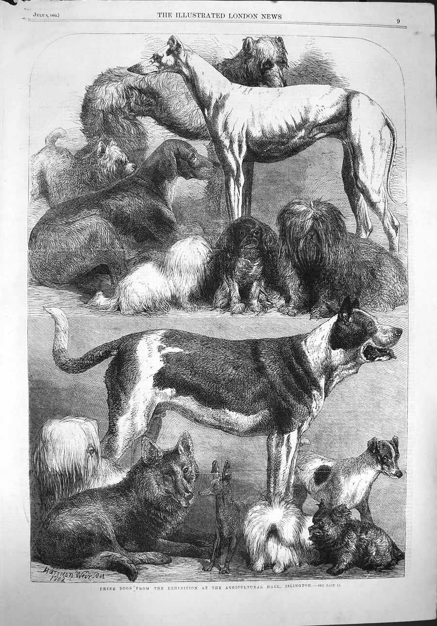 Old Antique Print 1862 Prize Dogs Exhibition Agricultural Hall Islington 19th