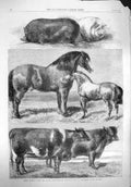 Original Old Antique Print 1862 Prize Animals Royal Agricultural Battersea Park