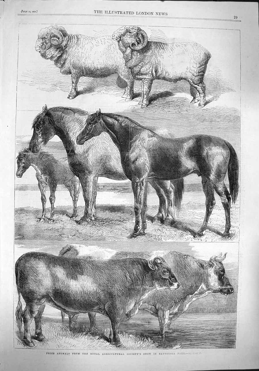 Original Old Antique Print 1862 Royal Agricultural Society Show Battersea Park