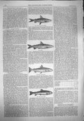 Original Old Antique Print 1862 Vendace Lich Maben Trout Fish Powan Loch Leven