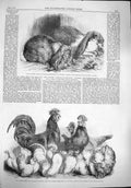 Old Antique Print 1862 Rabbits Crystal Palace Show Fowls Bantams Poultry 19th
