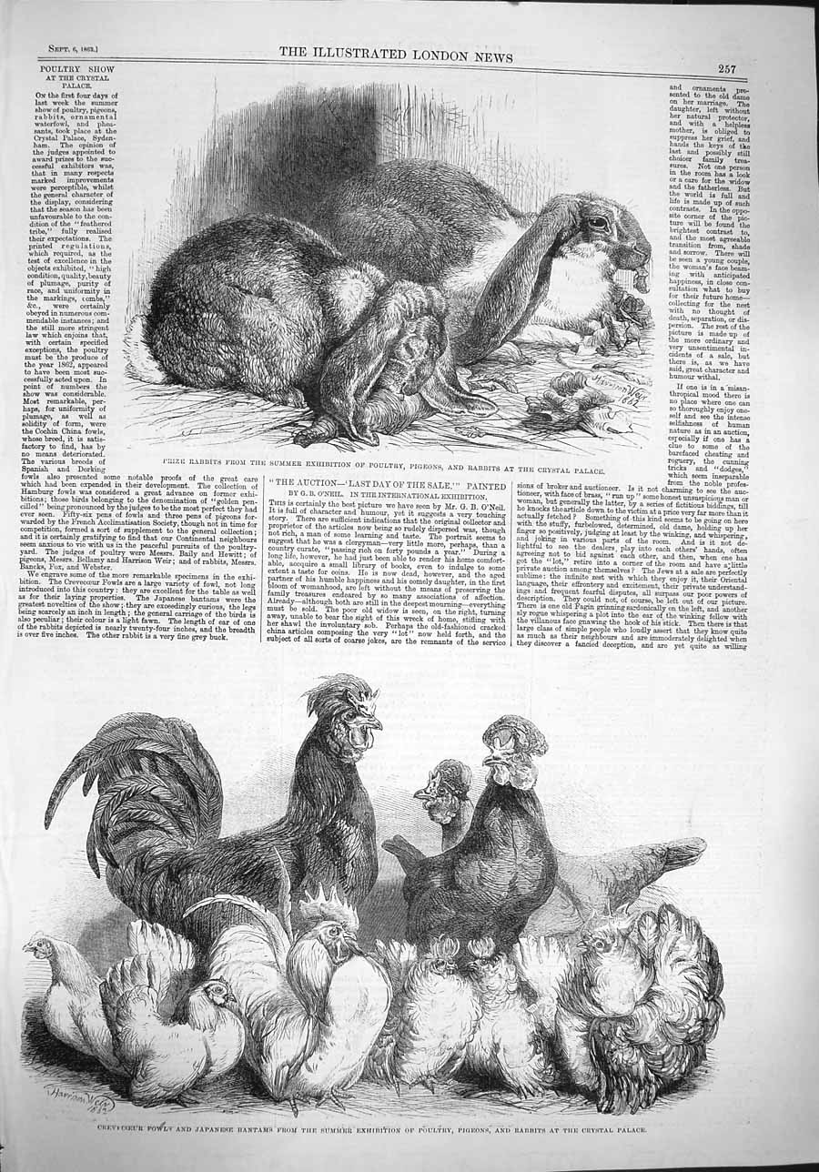 Old Antique Print 1862 Rabbits Crystal Palace Show Fowls Bantams Poultry 19th