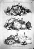 Original Old Antique Print 1862 Fruit Vegetable Horticultural Society Gardens
