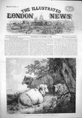 Old Antique Print 1862 Sheep Animals Agriculture International Exhbition 19th