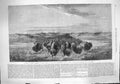 Original Old Antique Print 1862 Herd Bison Crossing River Bottom Upper M 19th