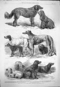 Old Antique Print 1862 Prize Dogs Show Birmingham Terrier Spaniel Nelly 19th