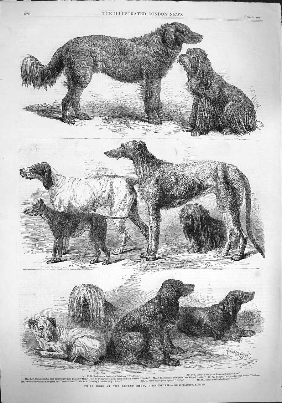 Old Antique Print 1862 Prize Dogs Show Birmingham Terrier Spaniel Nelly 19th