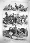 Original Old Antique Print 1862 Prize Birds Poultry Pigeon Show Birmingham 19th