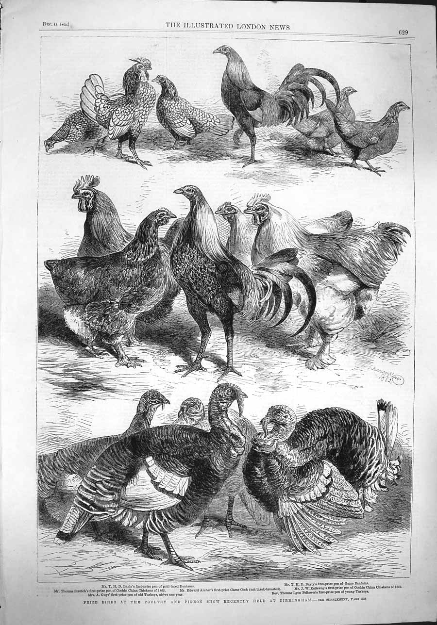 Original Old Antique Print 1862 Prize Birds Poultry Pigeon Show Birmingham 19th