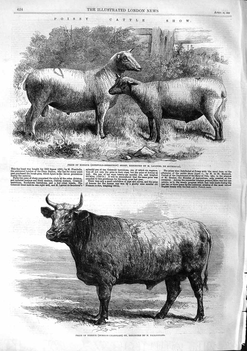 Original Old Antique Print 1863 Poissy Cattle Show Cotsw-Berrichon Ch Victorian