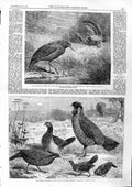 Original Old Antique Print 1863 Australian Bird Kagu Indian Pheasants Regent'S
