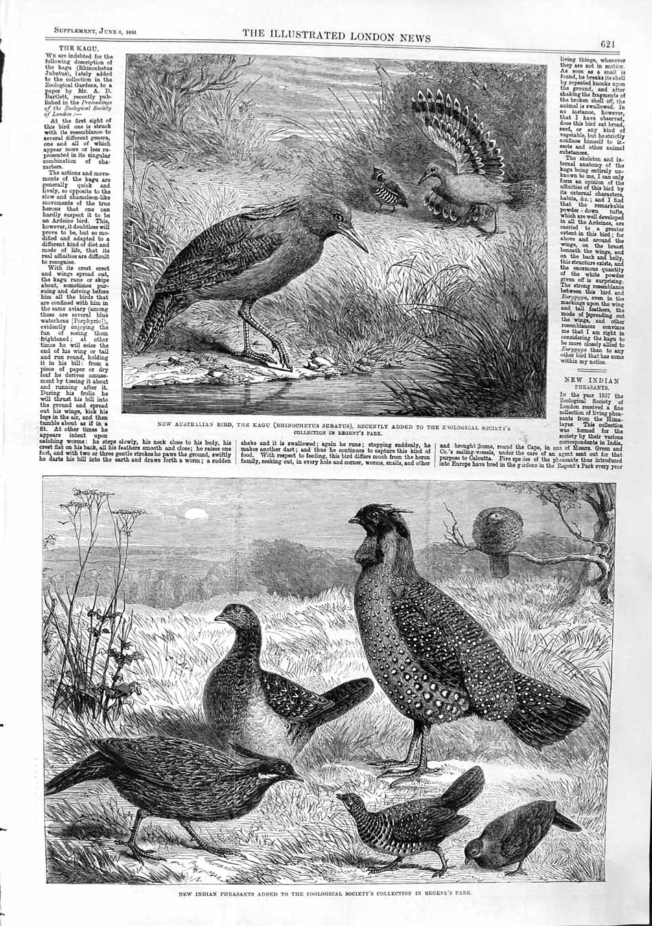 Original Old Antique Print 1863 Australian Bird Kagu Indian Pheasants Regent'S