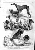 Old Antique Print 1863 Dog Show Islington Dan Gipsy Queen Foxhound Sailor 19th