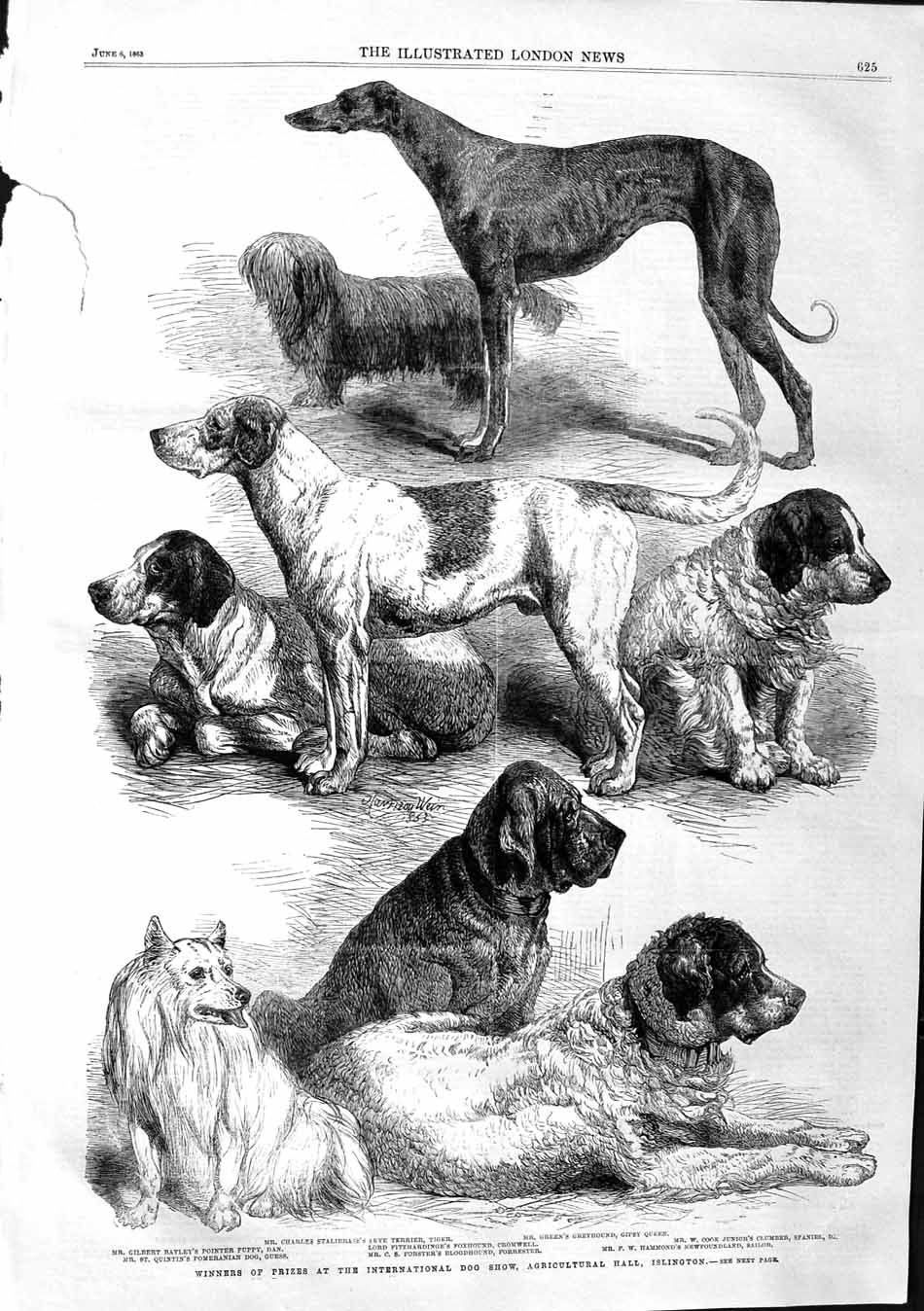 Old Antique Print 1863 Dog Show Islington Dan Gipsy Queen Foxhound Sailor 19th