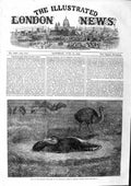Original Old Antique Print 1863 American Ostriches Zoological Gardens Regent'S