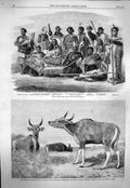 Original Old Antique Print 1863 Native Chiefs New Zealand Banteng Wild Ox Pegu