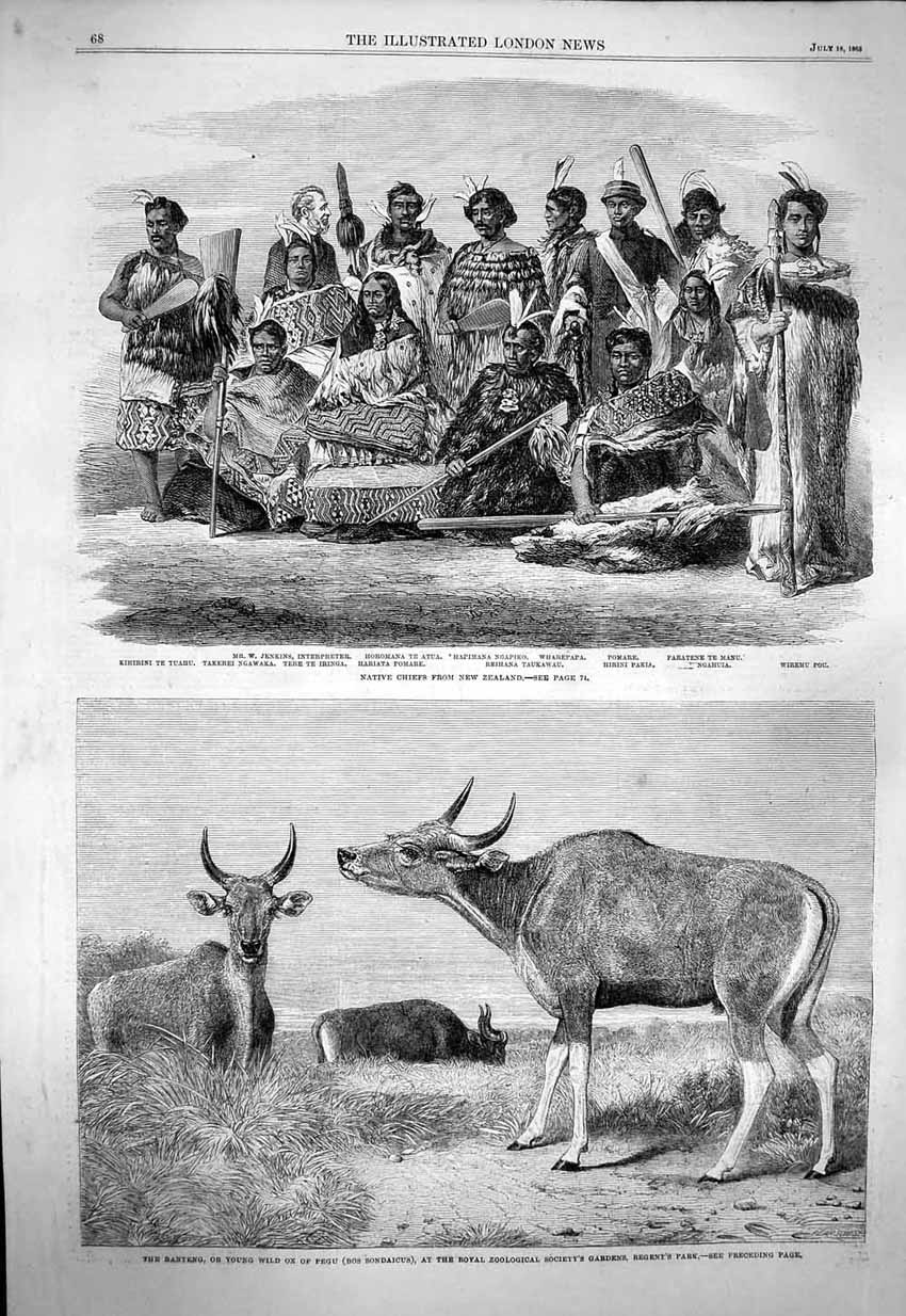 Original Old Antique Print 1863 Native Chiefs New Zealand Banteng Wild Ox Pegu