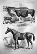 Old Antique Print 1863 Royal Agricultural Society Worcester Horse Cattle 19th