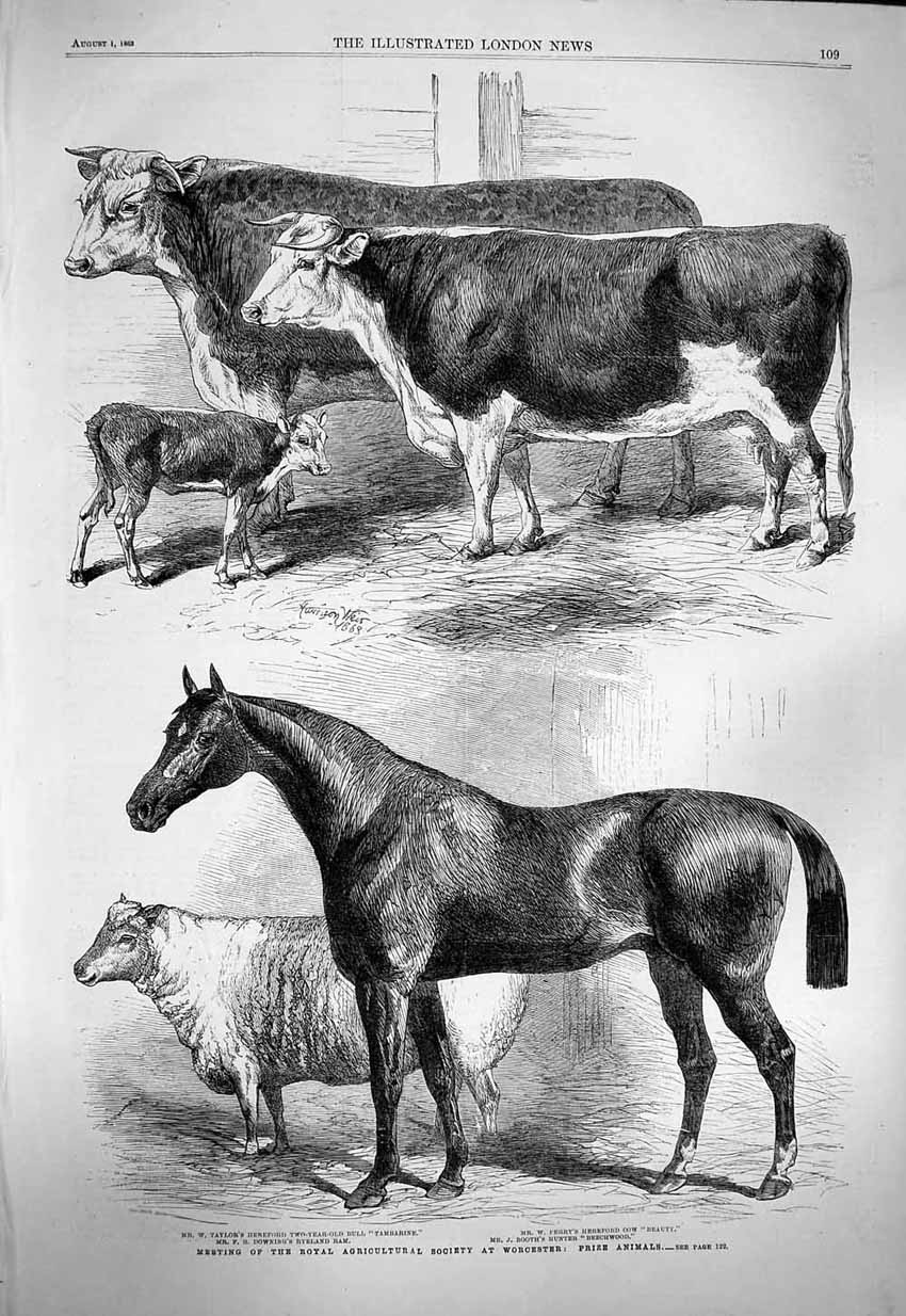 Old Antique Print 1863 Royal Agricultural Society Worcester Horse Cattle 19th