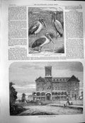 Original Old Antique Print 1863 Monteagle Hotel Niagara African Tantalus Birds