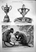 Old Antique Print 1863 Red Howling Monkeys Silver Vase Grant Major Pearse 19th