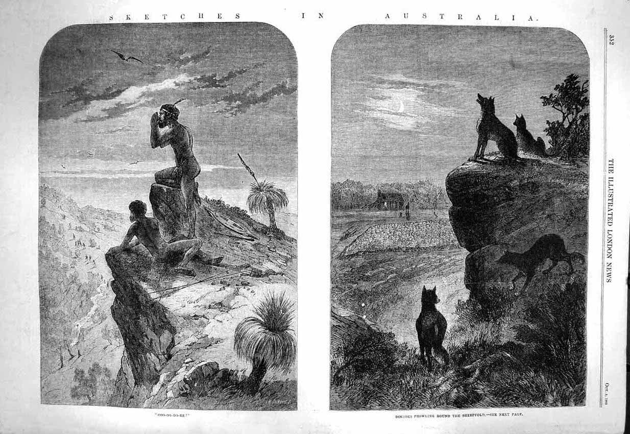 Original Old Antique Print 1863 Australia Dingoes SheepfSnake Hunting Bee 19th