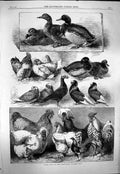 Original Old Antique Print 1863 Prize Birds Birmingham Poultry Show Victorian