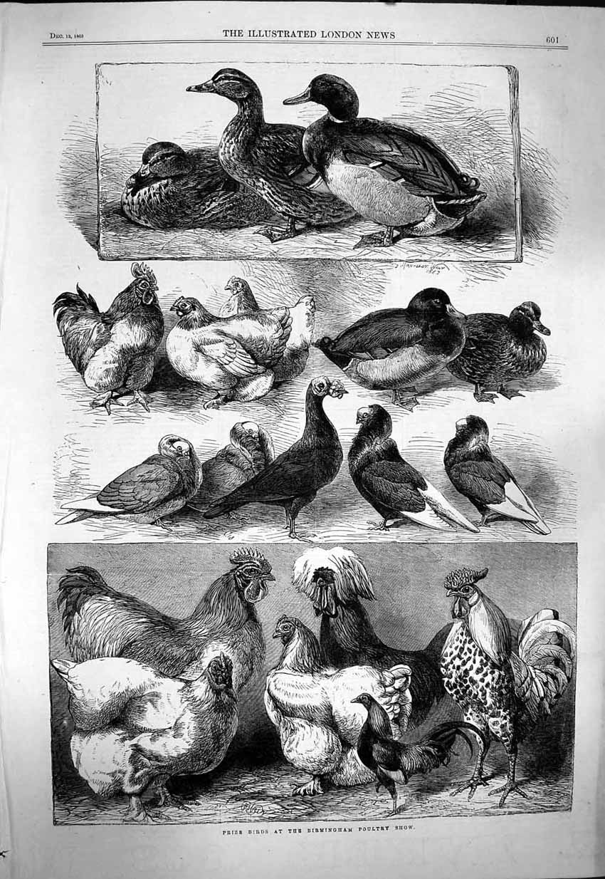 Original Old Antique Print 1863 Prize Birds Birmingham Poultry Show Victorian