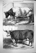 Old Antique Print 1863 Prize Cattle Smithfiled Club Cattle Show Ox Heifer 19th