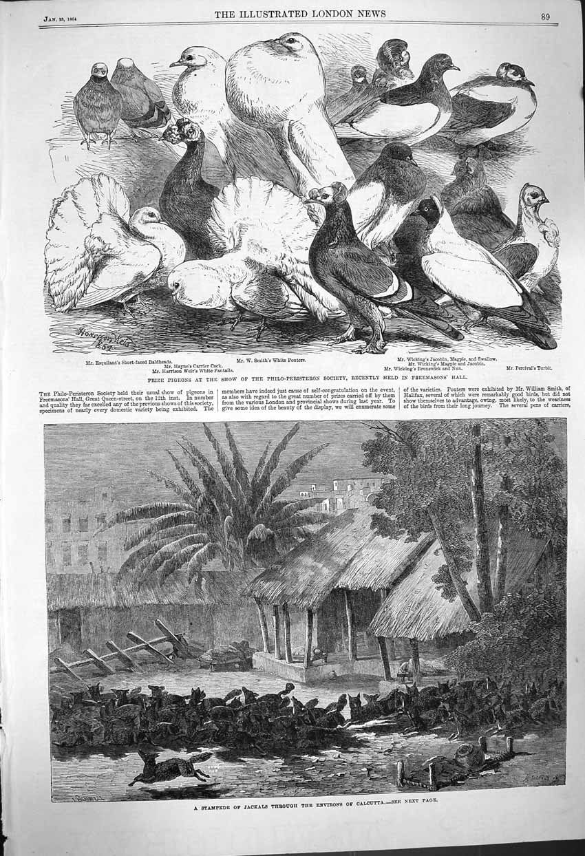 Original Old Antique Print 1864 Stampede Jackals Calcutta Pigeons Birds Pouters