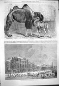 Original Old Antique Print 1864 Camel Baby Holland Emperors Canal Amsterdam Ice