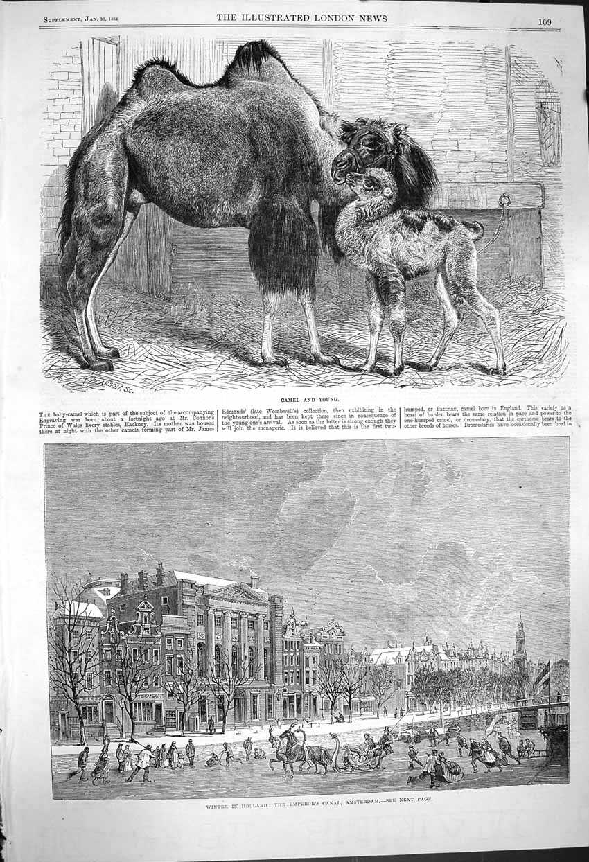 Original Old Antique Print 1864 Camel Baby Holland Emperors Canal Amsterdam Ice