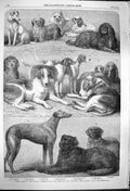 Old Antique Print 1864 Prize Dogs Show Islington Terrier Spaniel Mastiff 19th