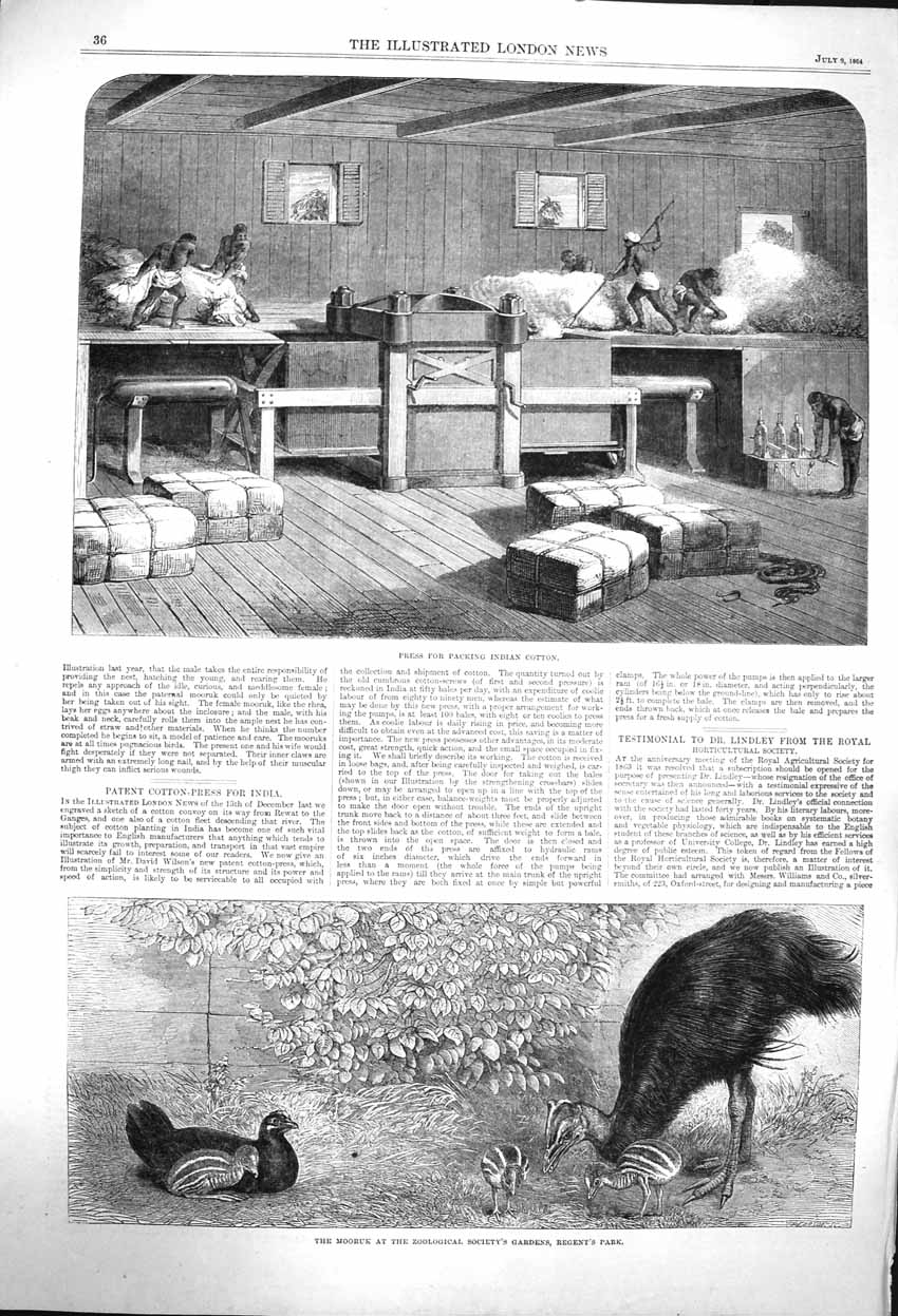 Original Old Antique Print 1864 Press Packing Indian Cotton Mooruk Zoological