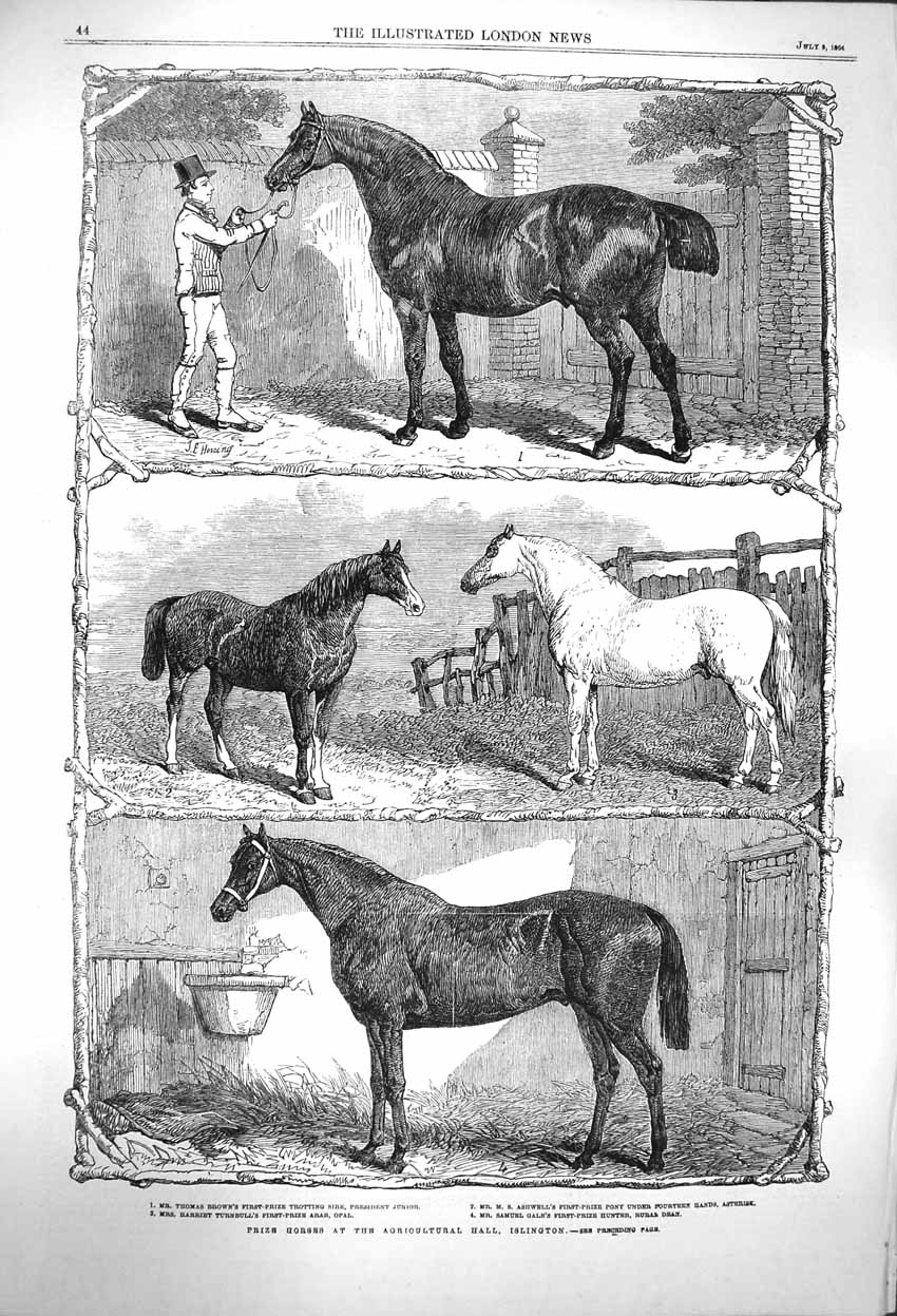 Original Old Antique Print 1864 Prize Horses Agricultural Hall Islington Brown
