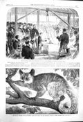 Original Old Antique Print 1864 Prince LeopInfirmary Bishop'S Waltham Galago