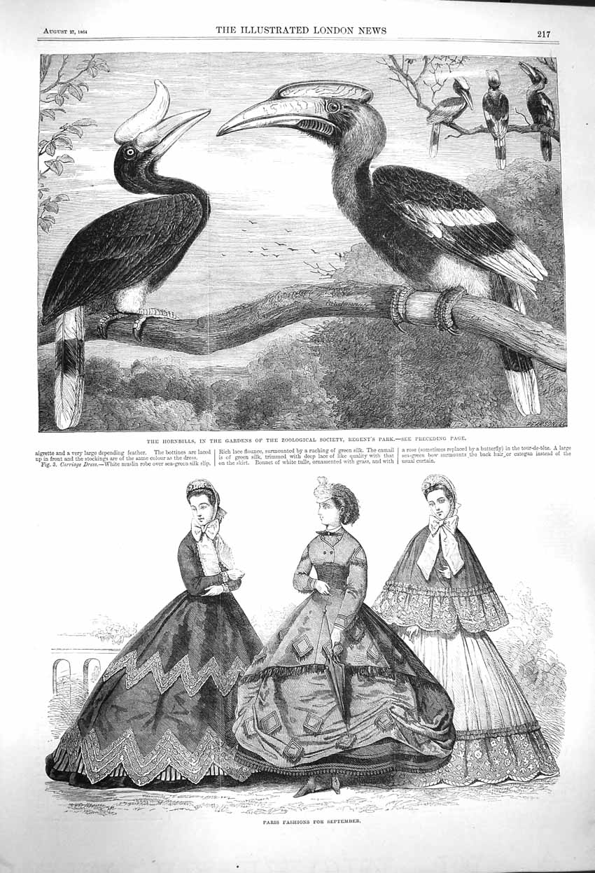 Original Old Antique Print 1864 Paris Fashion Hornbills Zoological Regents Park