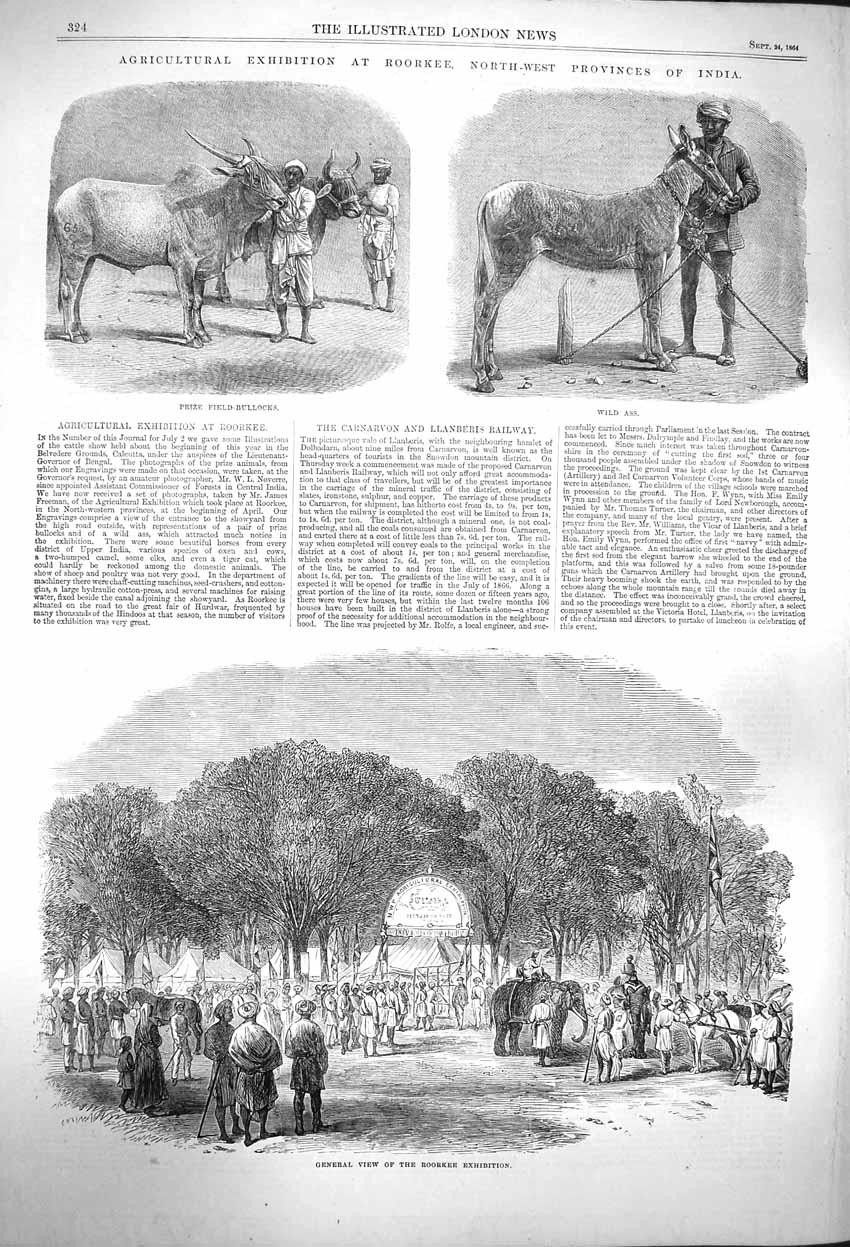 Old Antique Print 1864 Agriculture Roorkee India Wild Ass Field-Bullocks 19th