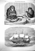 Original Old Antique Print 1864 Chimpanzee Ourang-Outang Ship Victoria Flagship
