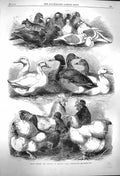 Antique Print *3939 1864 Prize Pigeons Poultry Bingley Hall Birmingham Bird