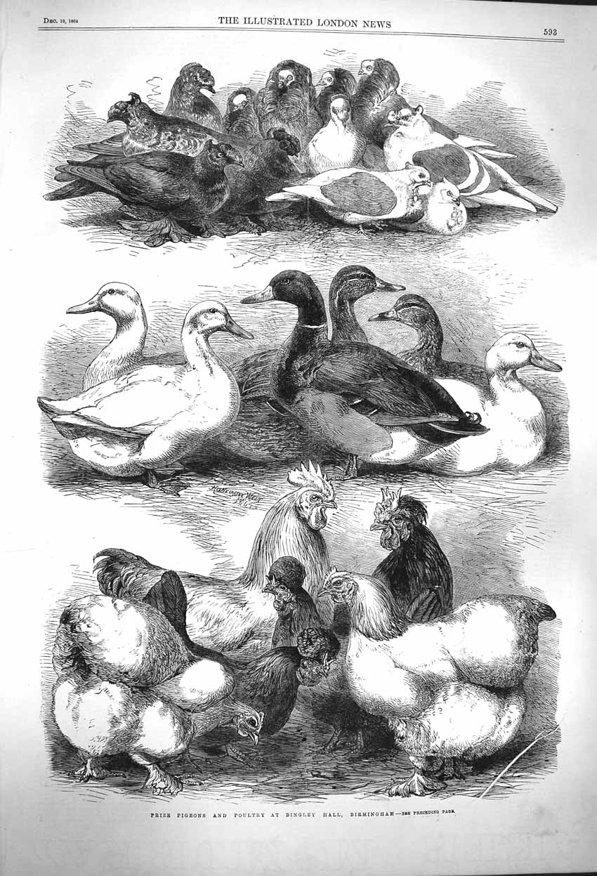 Antique Print *3939 1864 Prize Pigeons Poultry Bingley Hall Birmingham Bird
