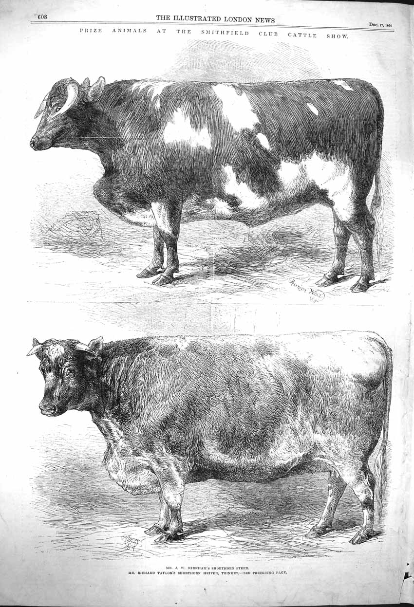 Old Antique Print 1864 Smithfield Club Cattle Show Steer Heifer Trinket 19th