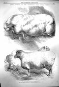 Original Old Antique Print 1864 Smithfield Club Cattle Show Pigs Wedders Sheep
